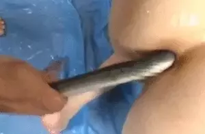 異物挿入エロGIF画像50枚 マンコやアナルに野菜やボールを挿れて感じてる変態女集めてみた022