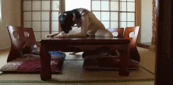 角オナエロGIF画像80枚 教室やオフィスの机にマンコ擦りつけてるJKやOLの自慰集めてみた095