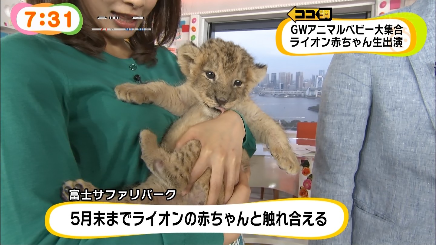 めざましでライオンの赤ちゃんがカトパンおっぱいを吸いそうになる022