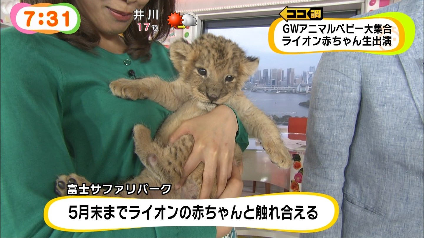 めざましでライオンの赤ちゃんがカトパンおっぱいを吸いそうになる023