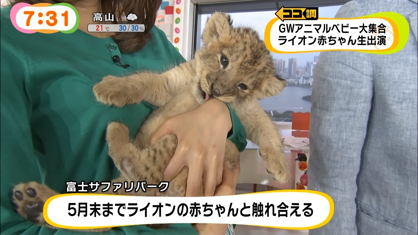 めざましでライオンの赤ちゃんがカトパンおっぱいを吸いそうになる025