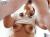 里崎愛佳エロ画像100枚 垂れ乳四十路熟女の卑猥な乳首やセックス・抜ける動画集めてみた058