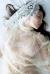 森咲智美エロ画像237枚 乳首解禁ヌードから水着おっぱいまで過激グラビア集めてみた【毎日更新】004