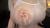 西村ニーナのエロ画像257枚 IカップAV女優の爆乳インスタ自撮りやおすすめの抜ける動画を紹介‼033