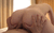 全裸家政婦エロGIF画像45枚 すっぽんぽんで家事をこなすスケベお手伝いさん集めてみた040