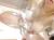 巨乳の素人さんのおっぱい動画と画像が下手なAVより抜ける件035