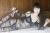 秋山莉奈エロ画像245枚 巨尻グラドル「オシリーナ」の全盛期水着・下着グラビア集めてみた【毎日更新】065