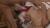高坂ひまりエロ画像68枚＆おすすめ作品3選 ショートカットが似合う純朴ロリ女優の近親相姦集めてみた037
