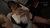 【GIF】ムラっと来るエロジフ画像2023年10月6日号042