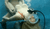 【GIF】ムラっと来るエロジフ画像2023年10月16日号016