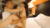【GIF】ムラっと来るエロジフ画像2023年10月26日号025