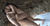 【GIF】ムラっと来るエロジフ画像2023年11月5日号030