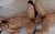 【GIF】ムラっと来るエロジフ画像2023年9月9日号071
