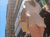 【GIF】ムラっと来るエロジフ画像2023年11月24日号026