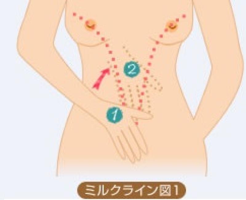 ミルクラインって知ってる？これで巨乳もイチコロらしいぞwwwのサムネイル