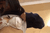 教室内JKたちのエロい戯れがエロすぎてロケットボッキ不可避ｗｗｗ（※GIF18枚）006