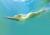 水中に浮かぶオッパイが神秘的なエロい件026