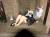 おっぱいも飛び交う忘年会で飲み過ぎた結果001